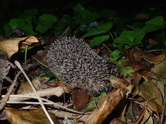 Erinaceus europaeus