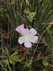 Sidalcea calycosa rhizomata