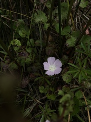 Sidalcea calycosa rhizomata