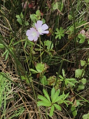 Sidalcea calycosa rhizomata