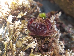 Glebocarcinus oregonensis