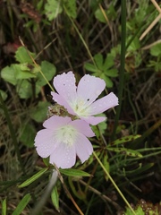 Sidalcea calycosa rhizomata