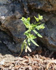 Euphorbia taurinensis