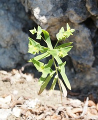 Euphorbia taurinensis
