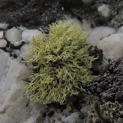 Ramalina petrina