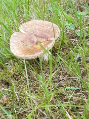 Russula amoenolens