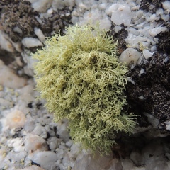 Ramalina petrina