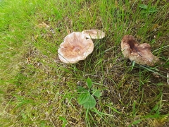 Russula amoenolens