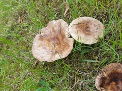 Russula amoenolens