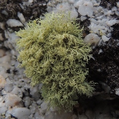 Ramalina petrina