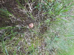 Russula amoenolens
