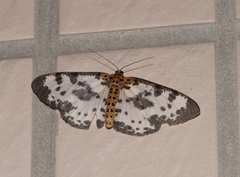 Percnia longitermen