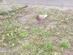 Columba livia domestica