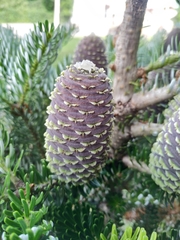 Abies koreana