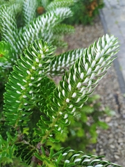 Abies koreana