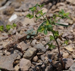 Euphorbia taurinensis