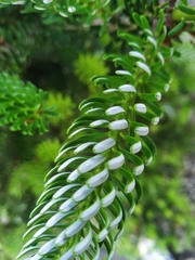 Abies koreana