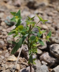 Euphorbia taurinensis