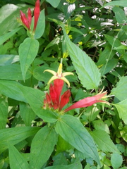 Spigelia marilandica