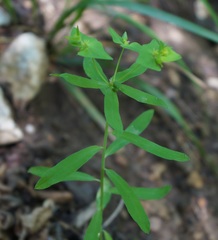 Euphorbia taurinensis