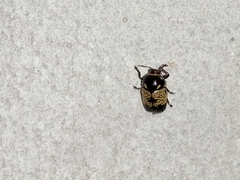 Cryptocephalus irroratus