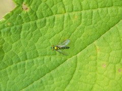 Condylostylus flavipes