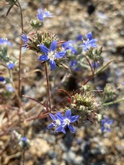 Eriastrum sapphirinum
