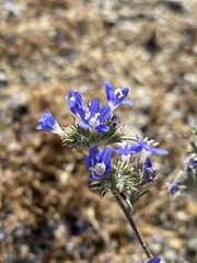 Eriastrum sapphirinum