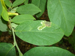 Leucanthiza dircella