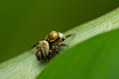 Carrhotus xanthogramma