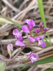 Polygala crenata