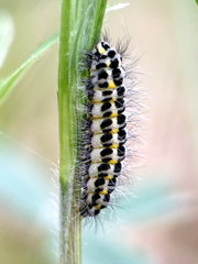 Zygaena lonicerae