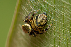 Carrhotus xanthogramma