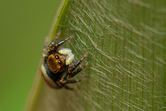 Carrhotus xanthogramma