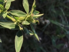 Trifolium vesiculosum