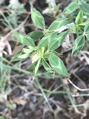 Trifolium vesiculosum