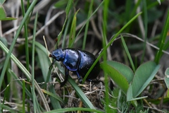 Trypocopris vernalis