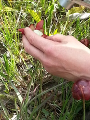 Sarracenia psittacina