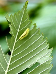 Satyrium w-album