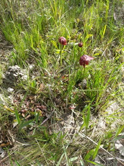 Sarracenia psittacina