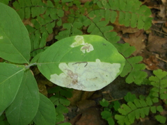 Leucanthiza dircella