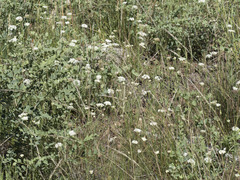 Perideridia bolanderi