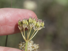 Perideridia bolanderi