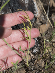 Perideridia bolanderi
