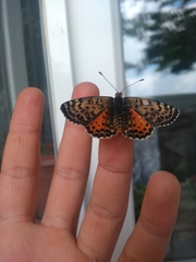 Melitaea didyma