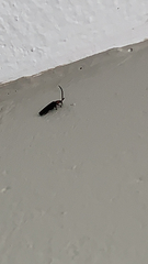 Lucidota atra