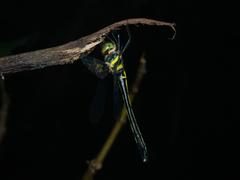 Macromidia rapida