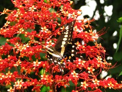 Papilio menestheus