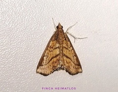 Chilozela trapeziana