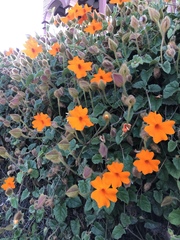 Thunbergia gregorii